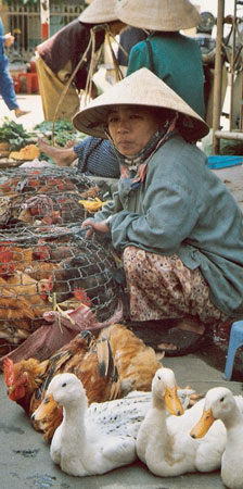 Marché aux volailles, Vietnam © Georgette Charbonnier