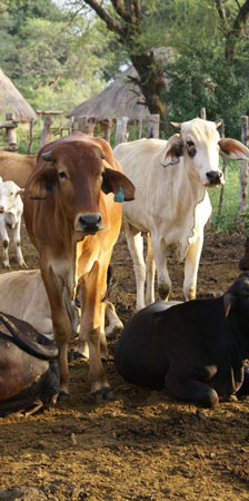 Jeunes bovins au Zimbabwe © Alexandre Caron